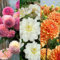 Carbeth Plants Dahlia Piccolo 3 x Mixed Bedding Plants in 9cm Pots - Garden Ready Compact Dwarf Dahlias for UK Gardens - Long Flowering & Pollinator Friendly - Perfect for Borders, Beds & Patio Pots