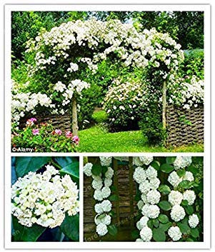 Potseed . 10Pcs/Bag Climbing Hydrangea Flowers, Planting is Simple, Budding Rate of 95%, Four Season Sowing Rare Flower