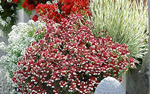 Stk - 30x Nemesien Elfenspiegel Strumosa Rot Blumen Pflanzen - Samen A329 - Seeds & Plants Shop by Ipsa