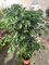 ficus benjamin 145 cm verde pianta vera resistente a siccità e temperature basse