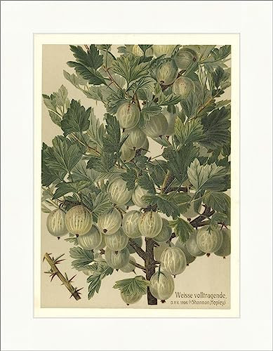 Biller Antik Blanco de alto rendimiento Shannon Grosella espinosa Inglés Cultivo Dulce Frutas 27