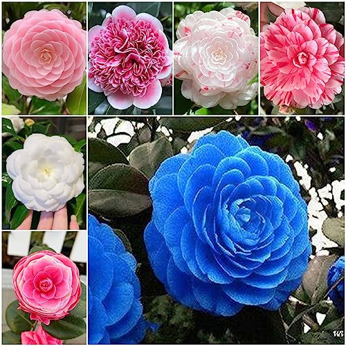 150 pcs kamelie pflanze winterhart samen, bienenweide saatgut blumensamen geschenk kamelien,camelia jordana, sommerblumen samen wildblumensamen schmetterlingswiese plants balkon deko