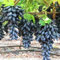 30 pezzi rari semi di uva nera piante bonsai cortile frutta giardino decorazione in vaso per piantare giardini