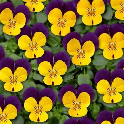 Helza Stiefmütterchen Ice Babies® Yellow Purple Wing F1, Gelb Lila Flügel F1, Holländische Veilchen, 200 stück, Blumensamen für Garten und Balkon, Pflanzensamen, Saatgut von Kulturpflanzen