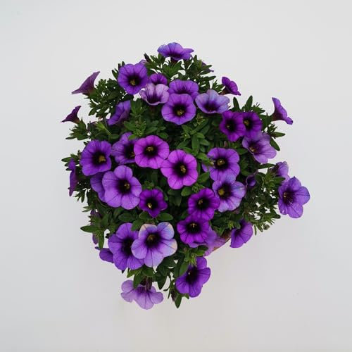 Zauberglöckchen samen (Calibrachoa elegans), blumensamen geschenk，garten pflanzen winterharte kübelpflanzen，Farbenprächtige büro deko，Wunderschön leuchtende Blumen mit blumensamen 300pcs