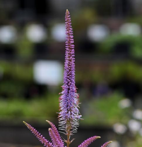 6 x Kandelaberehrenpreis 'Fascination' - Veronicastrum Virginicum 'Fascination' Topf 9x9cm: Faszinierende Blütenpracht für Ihren Garten