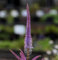 6 x Kandelaberehrenpreis 'Fascination' - Veronicastrum Virginicum 'Fascination' Topf 9x9cm: Faszinierende Blütenpracht für Ihren Garten