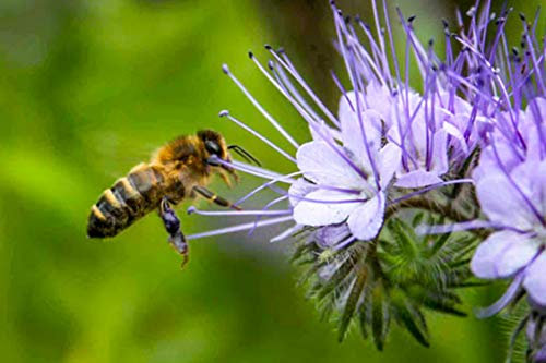 1000 Graines de Phacélie - plante engrais vert mellifère - semences paysannes reproductibles - SemiSauvage