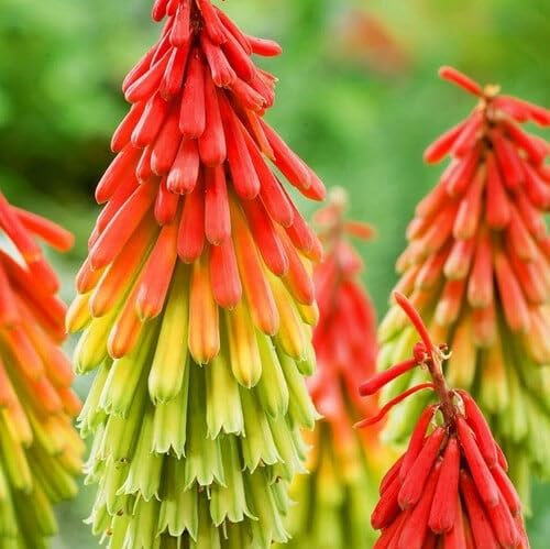 Plant World Seeds - Kniphofia Hirsuta Fire Dancer Seeds (Tropical and Conservatory Seeds)
