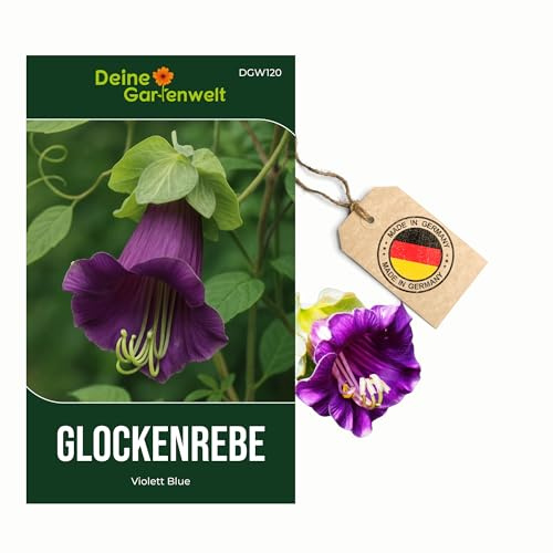 Glockenreben Violett Blue Samen - Cobaea scandens - Glockenrebensamen - Blumensamen - Saatgut für 8 Pflanzen – 3er Pack