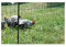 Kerbl Geflügelnetz (Farbe grün, elektrifizierbar, L x H 50 m x 106 cm, Anzahl Pfähle 15, für Hühner/Gänse und Puten) 292272