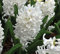 Hyazinthen-Blumensamen Weiß 100 Stück Zum Anpflanzen