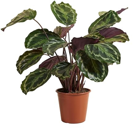 Bloomique - Calathea Medallion - Pfauenpflanze - Zimmerpflanzen - Luftreinigend - Haustierfreundlich - Höhe 70-90 cm - 19 cm Topf
