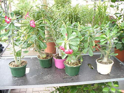 Adenium obesum, rosal del desierto, una planta