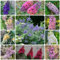 500 Pcs Schmetterlingsflieder Samen, Buddleia Samen, Pflanzen Für Draußen Winterhart, Bodendecker,Buddleia Dreifarbiger Schmetterlingsstrauch, Blumendeko, Pflanzen Für Sonnige Plätze