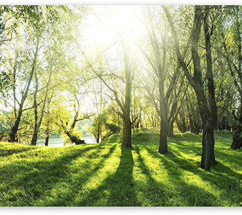 murando - Photo Wallpaper Forest 350x256 cm / 137.8 x 96.5 - Non-Woven Premium Art Print Fleece Wall Mural Decoration Poster Picture Design Modern - Landscape Sun Green Nature Trees c-B-0336-a-a