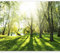 murando - Photo Wallpaper Forest 350x256 cm / 137.8 x 96.5 - Non-Woven Premium Art Print Fleece Wall Mural Decoration Poster Picture Design Modern - Landscape Sun Green Nature Trees c-B-0336-a-a