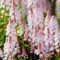 Tiarella Pink Skyrocket Topfblühende Staudenstaude Gartengebüsch