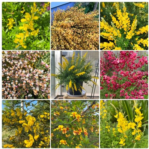 120 pz piante di ginestra semi resistenti, cytisus scoparius, i semi delle vecchie varietà ombreggiano le piante resistenti piante esotiche perenni resistenti al pascolo delle