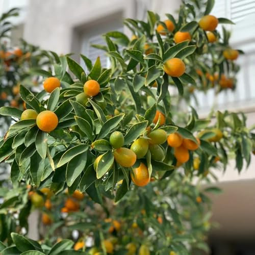 30 pcs Citrus japonica, Kumquat Pflanze, obst samen bonsai Kumquat Samen, Kumquat Baum, obstbäume zimmerpflanzen winterharte pflanzen geschenke für gartenfreunde hochbeet balkon sukkulenten