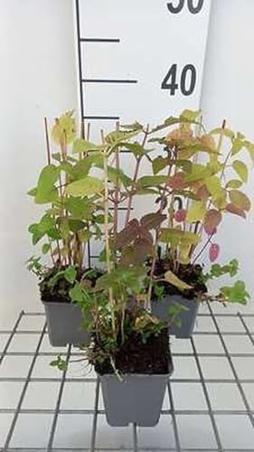 6x Bergamotte Pflanze - Monarda didyma | 9x9 cm pot
