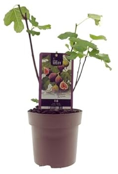 Ficus Brown Turkey – Higuera – Ø 15 cm – 40 cm – Higuera fácil de limpiar con hojas grandes – Estilo mediterráneo para interiores y exteriores protegidos