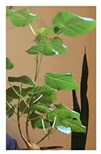 Stk - 10x Ficus petiolaris Baum Garten Pflanzen - Samen ID1336 - Seeds & Plants Shop by Ipsa