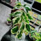 100 pcs birkenfeige samen - Ficus benjamina - pflanzen balkon, blumengarten birkenfeige zimmerpflanze kübelpflanzen, gartengeschenke blumen garten, pflanzen winterhart bonsai baum,