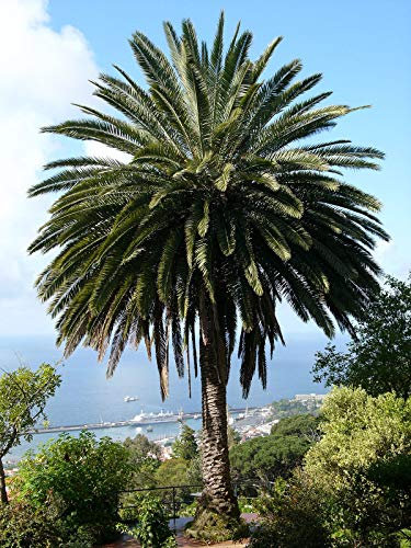 3 semi di palma delle Canarie (Phoenix Canariensis)