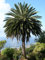 3 semi di palma delle Canarie (Phoenix Canariensis)