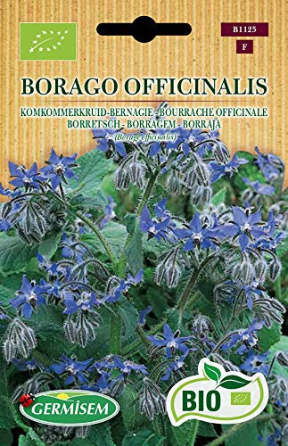 Germisem Borretsch BORAGO OFFICINALIS, ECBIO1125