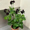 10 Pc Semillas De Geranio En Pie - Pelargonium - Regalos Inusuales, Cobertura Del Suelo, Planta Perenne Resistente Semillas De Plantas De Geranio Perenne, Plantas Resistentes Para