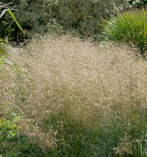 Waldschmiele Goldtau - Deschampsia cespitosa - lebende Gartenpflanze aus den Baumschulen