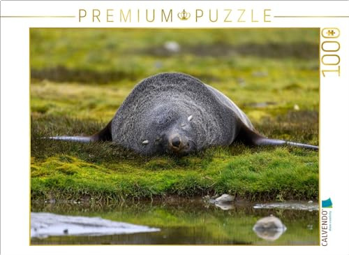 Puzzle · Schlafender Seebär | Ein Motiv aus dem Kalender Südgeorgien · 1000 Teile · Lege-Größe 64 × 48 cm · CALVENDO Puzzle