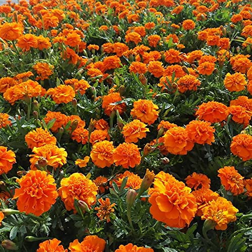 Haloppe 1000 Pz Misti Fiori di Calendula Piante Semi per la Piantagione del Giardino di Casa, Semi di Calendula Misti Pianta Ornamentale Fiore Giardino Ufficio Decorazione del Balcone Semi di Calendu