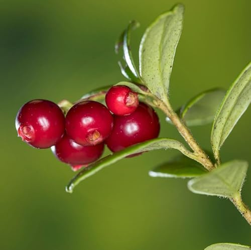 Preiselbeere Miss Cherry 20-25cm - Vaccinium vitis idaea - lebende Gartenpflanze aus den Baumschulen