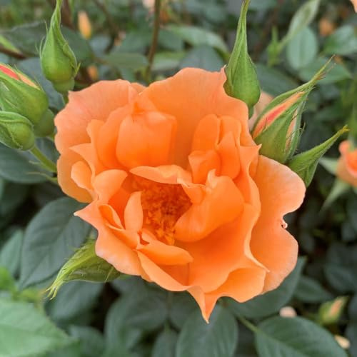 YouGarden Harkness Climbing Rose 'Bridge of Sighs' ™, 1 x 4 Litre Pot, Ready to Plant, Repeat Flowering, Orange Blooms, For Garden Containers and Borders
