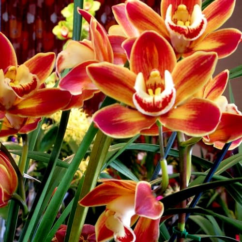 Cymbidium-Zwiebeln Winterhart zwiebeln Winterhart Cymbidium orchidee pflanze Gartendekoration