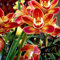 Cymbidium-Zwiebeln Winterhart zwiebeln Winterhart Cymbidium orchidee pflanze Gartendekoration