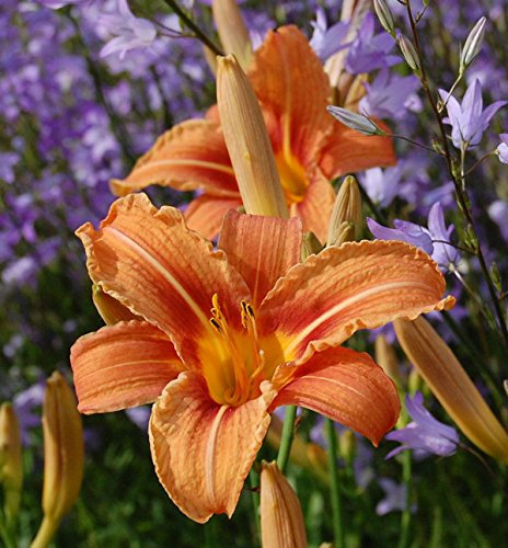 Gelbrote Taglilie - Hemerocallis fulva - lebende Gartenpflanze aus den Baumschulen