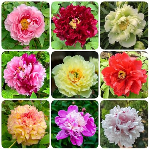 Bulbos de peonía, Decoración de jardín para exteriores bulbos floración temprana flores cortadas plantas balcón Plantas en maceta resistentes al aire libre flores interior en macetas 10pcs