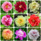 Bulbos de peonía, Decoración de jardín para exteriores bulbos floración temprana flores cortadas plantas balcón Plantas en maceta resistentes al aire libre flores interior en macetas 10pcs