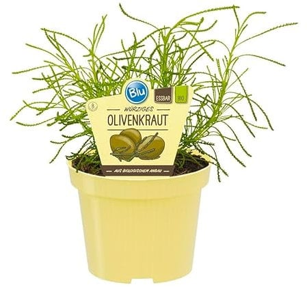 Exotenherz - Olivenkraut in BIO-Qualität - Santolina viridis - Kräuterpflanze im 12cm Topf