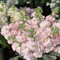 10 pcs usambaraveilchen samen - levkojen pflanzen garten, mehrjährige blumenwiese samen steingartenpflanzen winterhart, balkonpflanzen veilchen samen, blumen saatgut winterharte kübelpflanzen