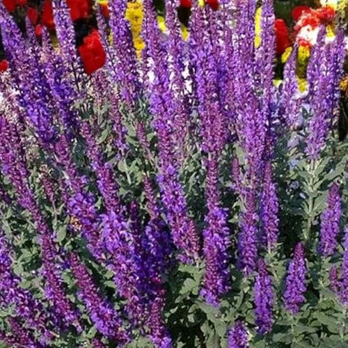 Carbeth Plants Salvia x Superba Merleau Blue 2 x 9cm Pot - Hardy Perennial - Compact Blue Flowering Sage for Borders & Containers - Long-Flowering Pollinator Friendly Plant for UK Gardens