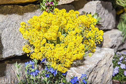 Alyssum montanum 'Berggold' ca. 9x9 cm Topf - Berg-Steinkraut, goldgelbe Blüten, Blütezeit April-Mai, ideal für Steingärten, bienenfreundlich, pflegeleicht