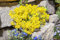 Alyssum montanum 'Berggold' ca. 9x9 cm Topf - Berg-Steinkraut, goldgelbe Blüten, Blütezeit April-Mai, ideal für Steingärten, bienenfreundlich, pflegeleicht