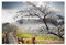 H839M_NS1AU Stickers muraux Motif fleurs de cerisier du Japon 185 x 125 cm