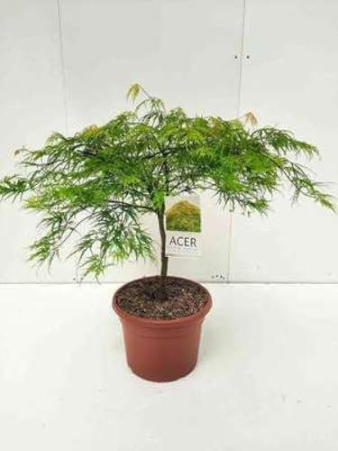 Acer palm. 'Dissectum' - Fächerahorn 60-80 cm Container