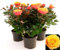 POWERS TO FLOWERS - ROSA DA GIARDINO RAMPICANTE e RIFIORENTE, ROSA ARANCIONE, 3 PIANTE, Piante Vere